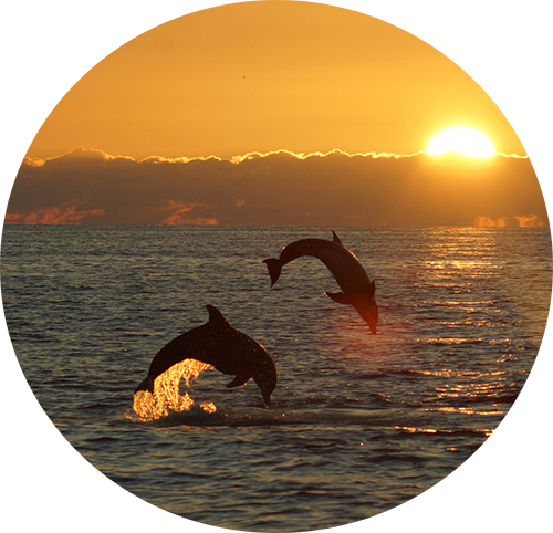 Dolphin sunset